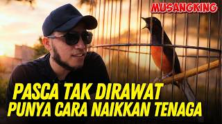 Download lagu Rawatan Murai Kurang Kasih Sayang ‼️ Murai Musangking Mabes Komando Juara 1 di Gagak Sakti mp3 Download lagu Rawatan Murai Kurang Kasih Sayang ‼️ Murai Musangking Mabes Komando Juara 1 di Gagak Sakti mp3