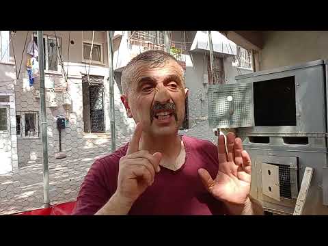 KESECEĞİM HOROZLAR. (  BAKIN NELER ANLATMIŞIM  )