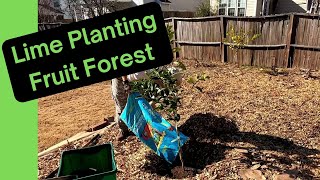 Unlocking backyard potential: 3rd chip drop, planting citrus