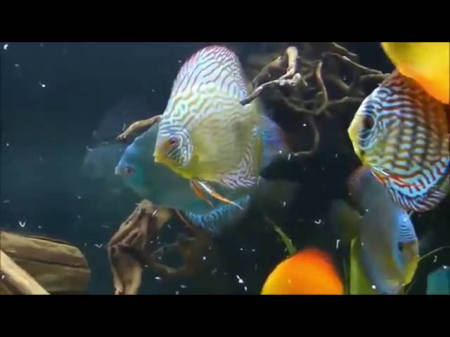 tropical fish discus