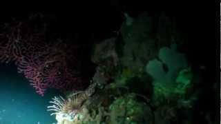 preview picture of video '4/10 DIVING PHILIPPINES CEBU MOALBOAL'