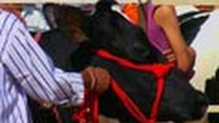 Competition held for cattle at Pushkar 