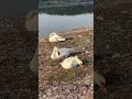 Swans relaxing