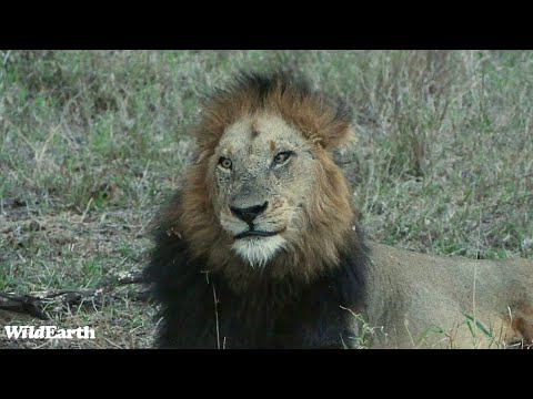 New males on the block? - SafariLIVE Sunset - 27 October 2024