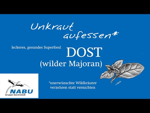 Nützliche Wildkräuter - Dost, der wilde Majoran (Ein Oreganum)