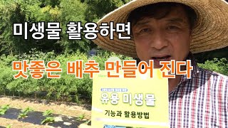 #7 맛있는 배추재배 하고 싶다면 미생물 활용 하세요 / 한아름 통큰 배추 무 재배기술 제7편 미생물 활용