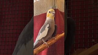 Download lagu Adorable cockatiel whistling sounds #cockatiel #parrot #cockatielsinging #yumyum mp3 Download lagu Adorable cockatiel whistling sounds #cockatiel #parrot #cockatielsinging #yumyum mp3