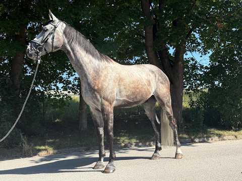 Balouga Blue ☆ (BALOUTAIRE PS x CALIGULA) - Video 6 video thumbnail
