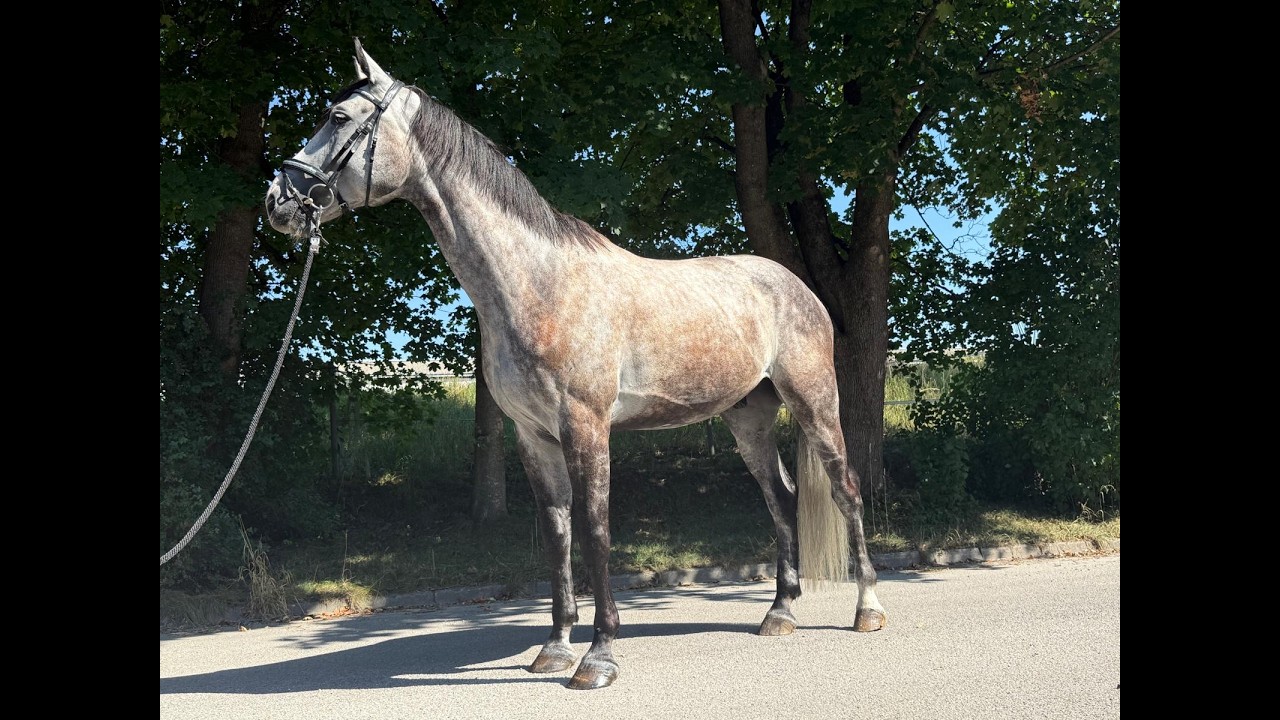 Balouga Blue ☆ (BALOUTAIRE PS x CALIGULA) video 3