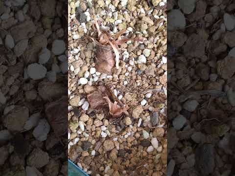 園芸 ヒガンバナ、ヒガンバナ、曼珠沙華