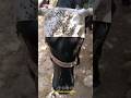 Unbelievable! Sticky Trap on Cow's Forehead to Catch Flies