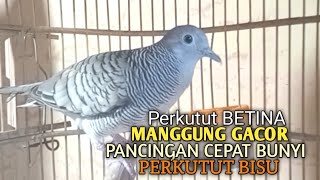 Download lagu Perkutut Betina memanggil jantan Suara bersahutan perkutut lokal gacor , Ampuh untuk PANCINGAN mp3