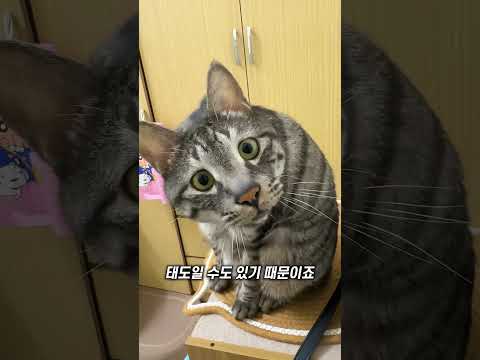 고양이 자세에 숨겨진 의미