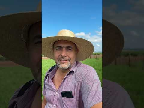 Augusto Caldeirão do Brangus Sta Cruz em Tapejara Paraná #brangus