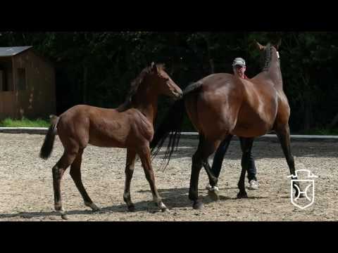 HEI071CH Hengstfohlen von Brantzau - Casall - Concerto II