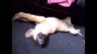 preview picture of video 'Sleeping dog-Pies WILA  śpi w czasie upału'