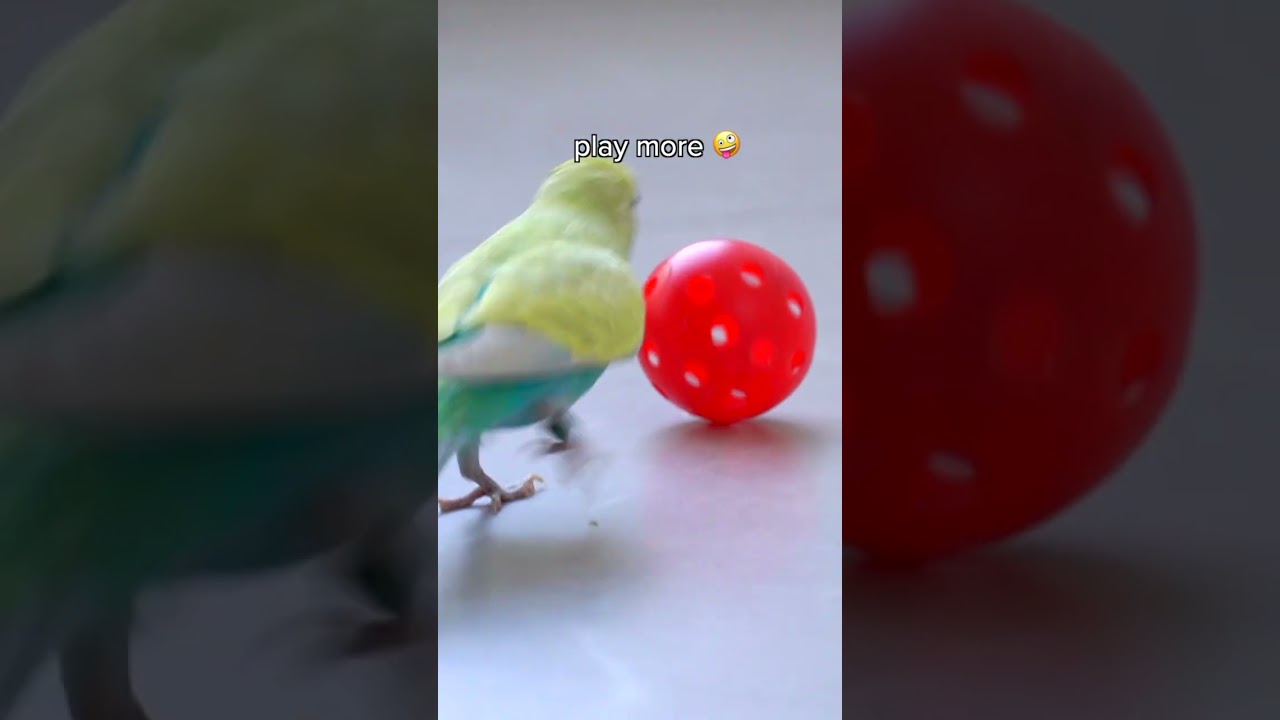 Lihat Apa Itu Main Burung Apa Itu Main Burung