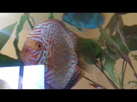 Fish discus peces disco 300 litros