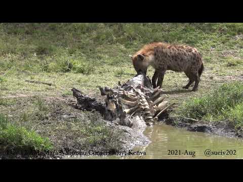 hyena finds a hippo carcass