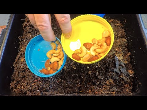 121- & 97-day ENC worm bins fed after 10 days (with nuts) - vermicompost