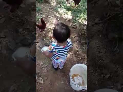 fazendinha da Yasmin