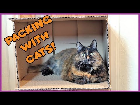 Packing With a Cat! How to Move House with a Cat! Packing Your Home With a Cat!