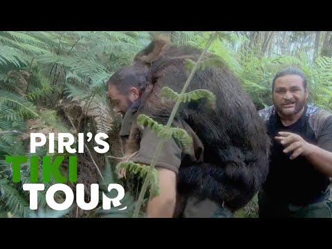 Pig Hunting - Piri's Tiki Tour - S1 Ep 3
