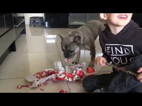 French Bulldog Happy Birthday: Unwraps His Own...