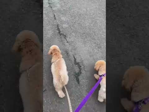 The 'almost-twin' is walking along the road. #foryou #fypシ #foryoupage #foryourpage #poodle #fy