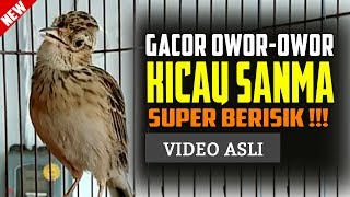 Download lagu Branjangan Gacor Owor Owor - Sanma Oriental Skylark mp3