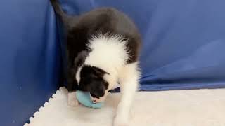 ボーダーコリーの動画01