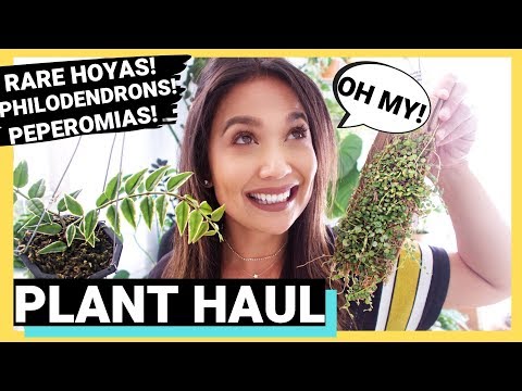 RARE Hoyas, Philodendrons, Peperomia PLANT HAUL! | Plant Haul 2019!