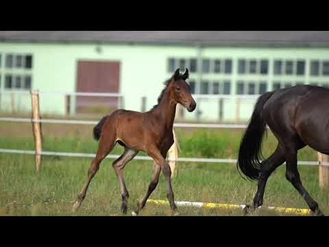 Coraly JK  HF  *30.04.2021   Confess Color x King Arthur TSF x Donnerhall