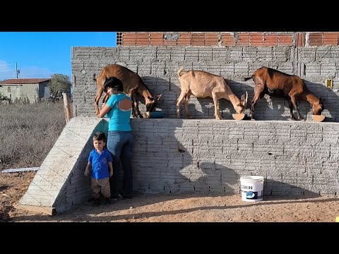 ELOISA TIRA O LEITE DAS CABRAS E RAFAEL APRESENTAR SUA CHÁCARA E A CRIAÇÃO EM TAPEROÁ NA PARAÍBA !!!