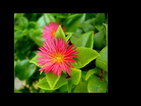 С днём рождения, Вероника!!!