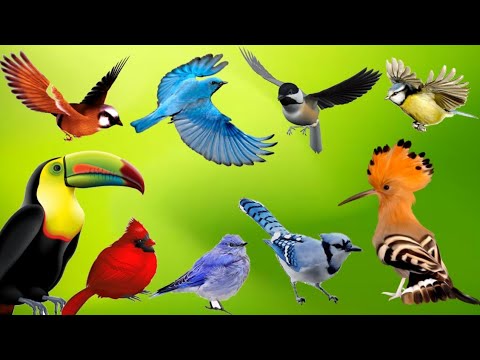 Bird sounds spectacular: morning bird song🦜 | Ep 9
