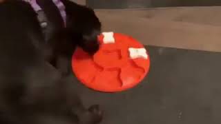 Video preview image #6 Labrador Retriever Puppy For Sale in CHARLESTON, WV, USA