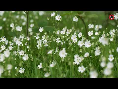 Filmed by Zehra Gurler Media — zehragurler.com
