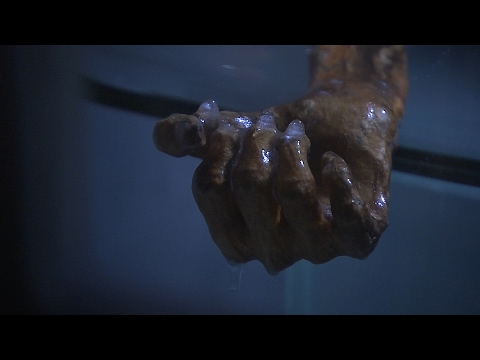 Ötzi - Südiroler Archäologiemuseum