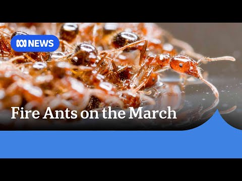 Fears Australia will lose its war on fire ants and suffer the same fate as the US | ABC NEWS