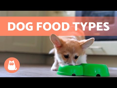 TYPES of DOG FOOD 🐶🥩 Best DIET for Your Dog