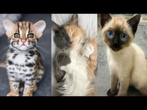 Cat Reels Compilation, Cat reels Instagram hashtags, Reels of cats,Funny cat videos, Funny Cat Dp