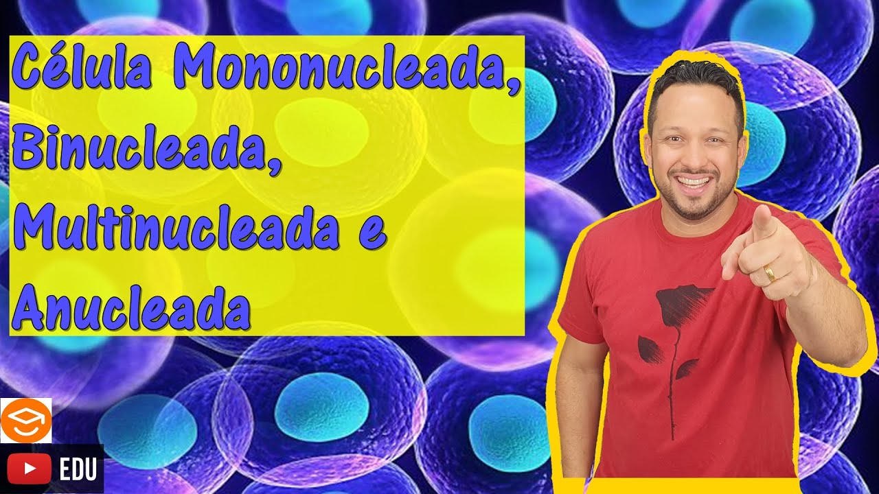 Célula Mononucleada, Binucleada, Multinucleada e Anucleada - Classificação das Células - Citologia