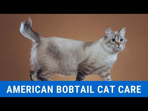 How to Care for an American Bobtail Cat updated 2021