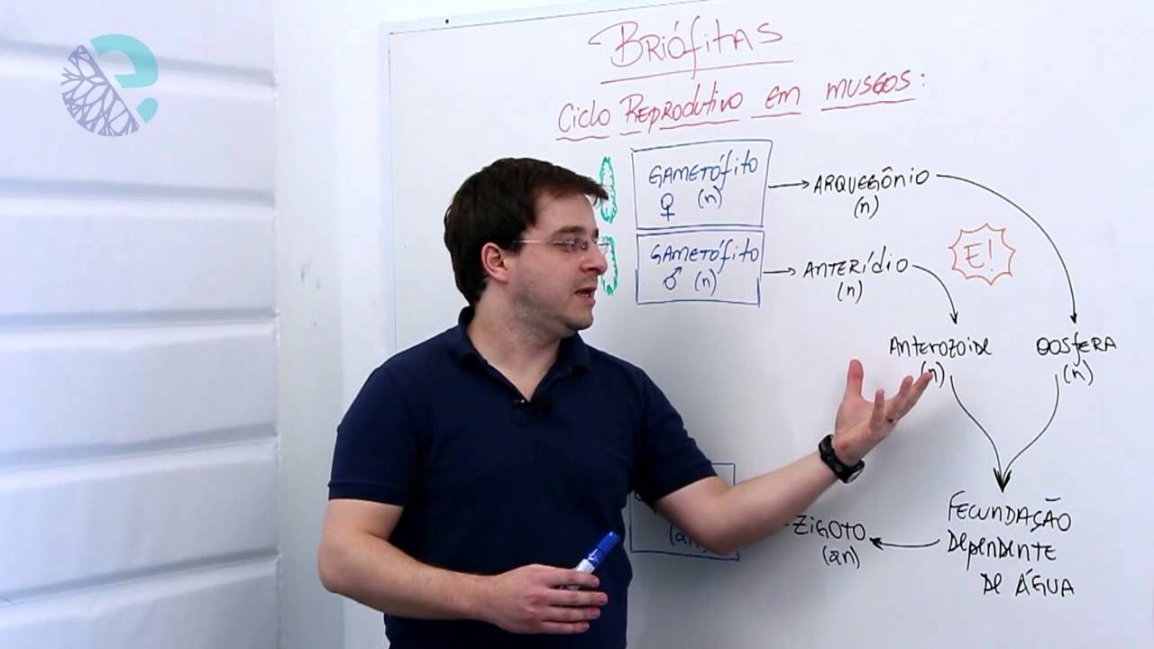 Briófitas: ciclo reprodutivo em musgos