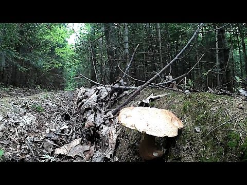 Білі Гриби після дощу