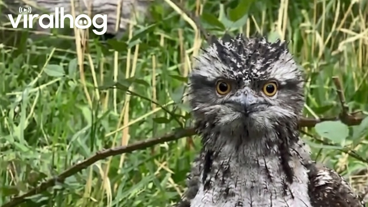 Little Fella's Been Watching Me || ViralHog