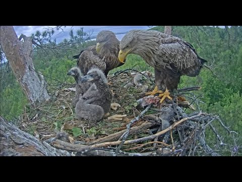 Орланы Чулман и Кама в НП Нижняя Кама/White-tailed eagles Chulman&Kama in Lower Kama National Park
