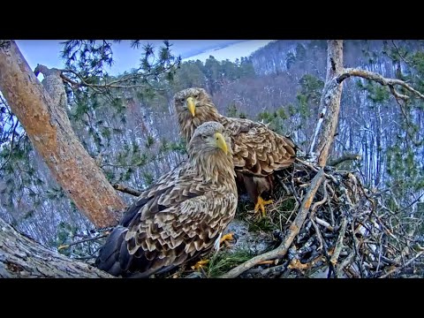 Орланы Чулман и Кама в НП Нижняя Кама/White-tailed eagles Chulman&Kama in Lower Kama National Park