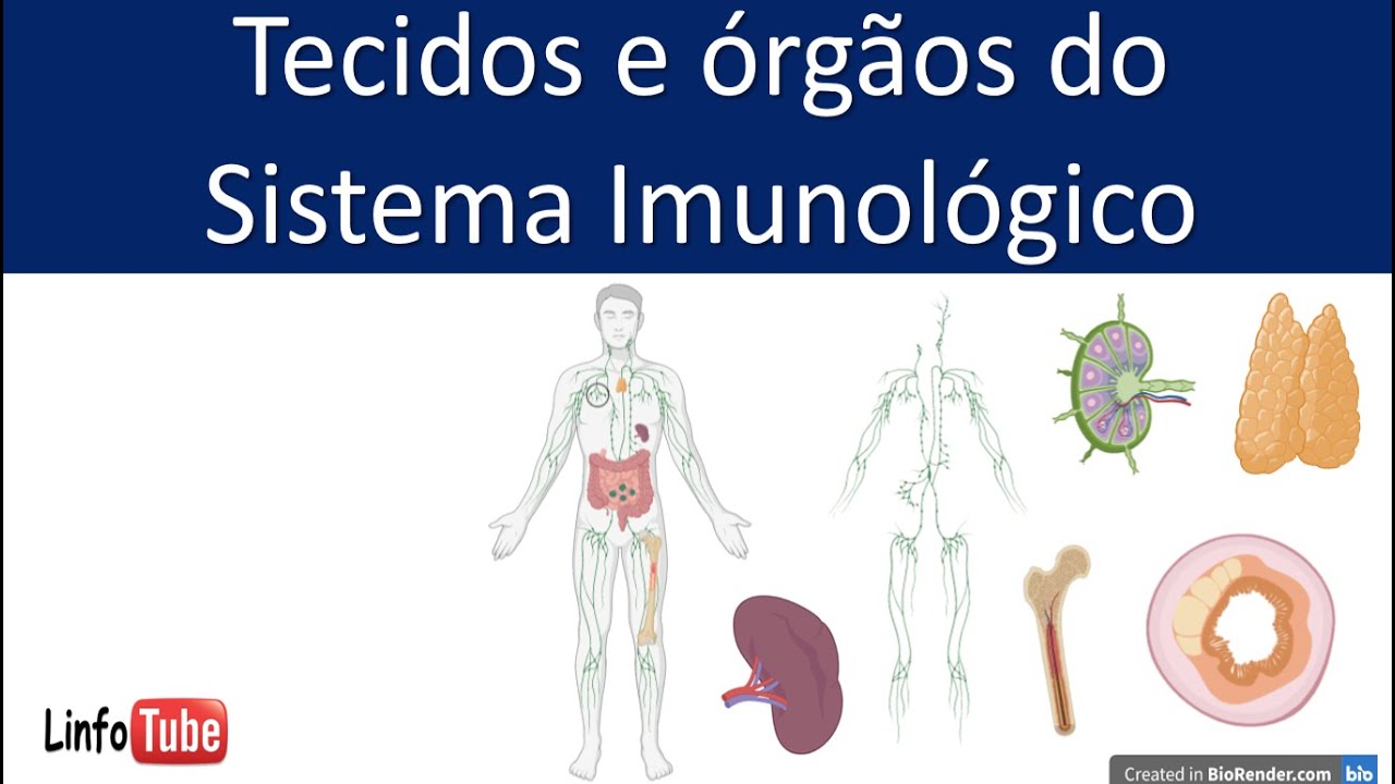 Tecidos e órgãos do sistema imunológico